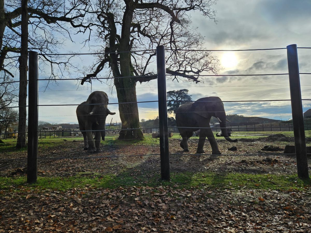 Protection renforcée : Poteaux galvanisés et thermolaqués pour l'enceinte des éléphants au Safari de Thoiry